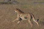 Gepard