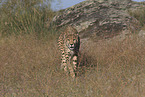 Gepard