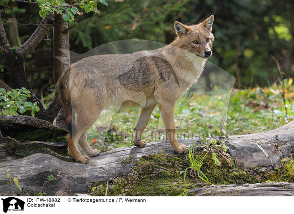 Goldschakal / Golden Jackal / PW-18882