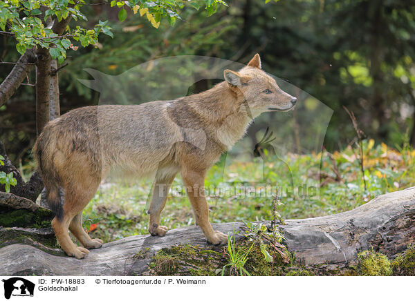 Goldschakal / Golden Jackal / PW-18883