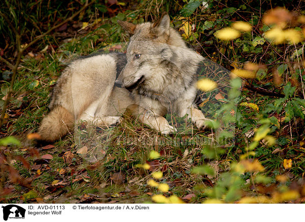 liegender Wolf / lying wolf / AVD-01113