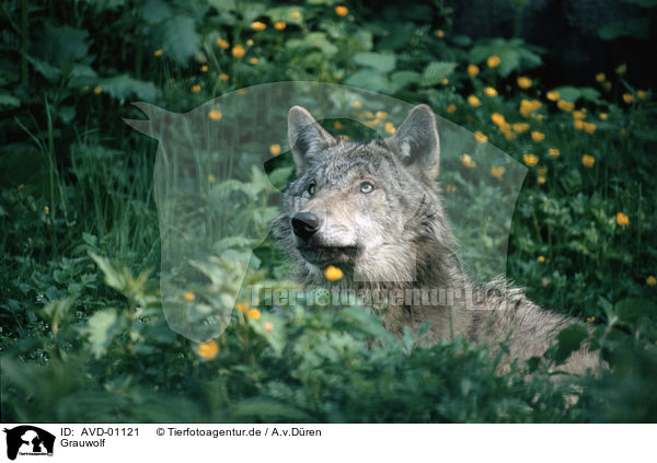 Grauwolf / grey wolf / AVD-01121