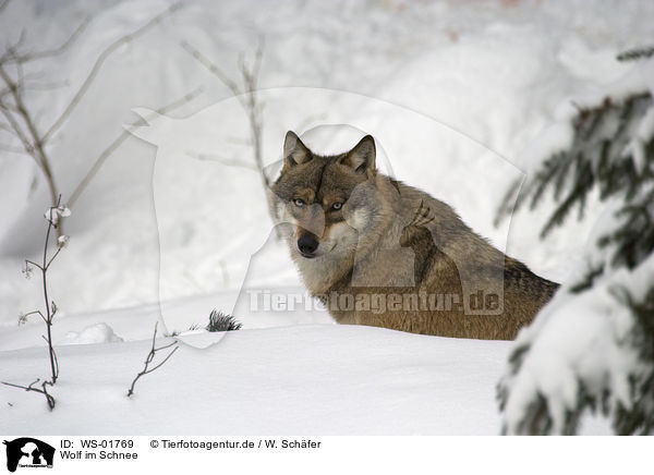 Wolf im Schnee / WS-01769