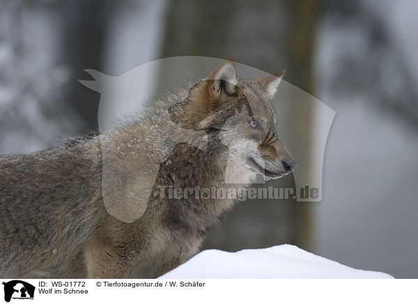 Wolf im Schnee / wolf in the snow / WS-01772