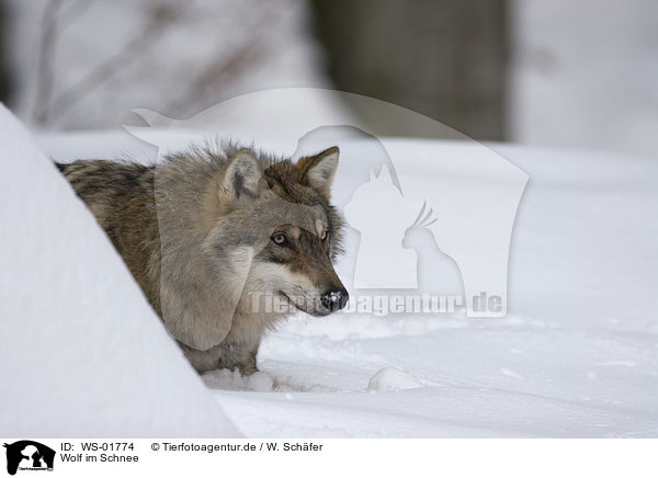 Wolf im Schnee / WS-01774