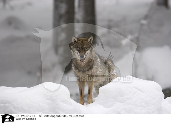 Wolf im Schnee / wolf in the snow / WS-01781