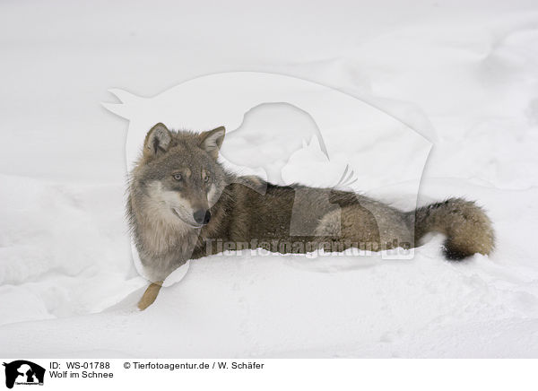 Wolf im Schnee / wolf in the snow / WS-01788