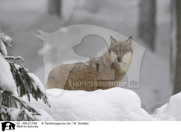Wolf im Schnee / WS-01789