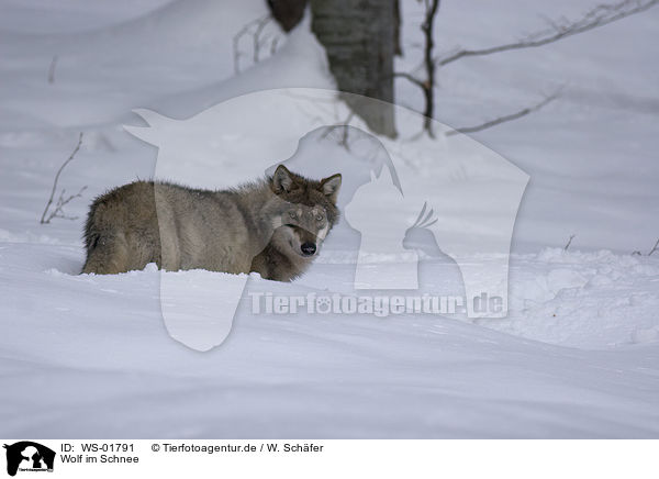 Wolf im Schnee / wolf in the snow / WS-01791