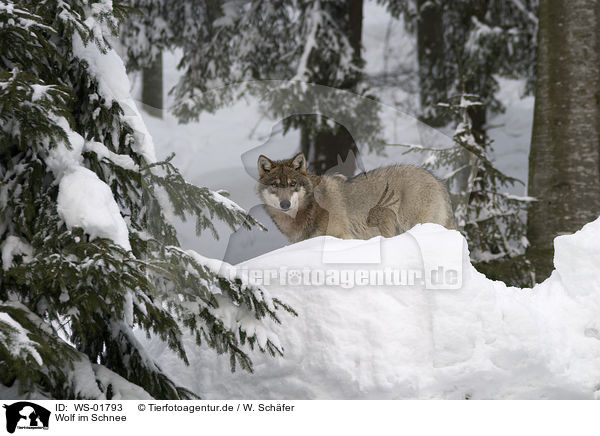 Wolf im Schnee / WS-01793