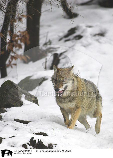 Wolf im Schnee / wolf in snow / MAZ-01914