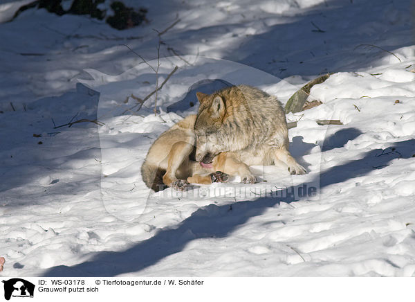Grauwolf putzt sich / licking greywolf / WS-03178