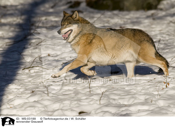 rennender Grauwolf / running greywolf / WS-03188