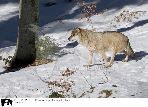 Grauwolf / greywolf / THA-02346