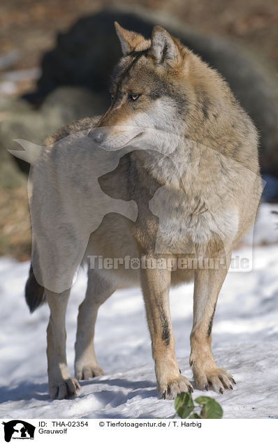 Grauwolf / greywolf / THA-02354