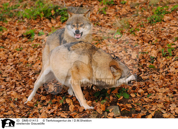 streitende Grauwlfe / arguing greywolfs / DMS-01413
