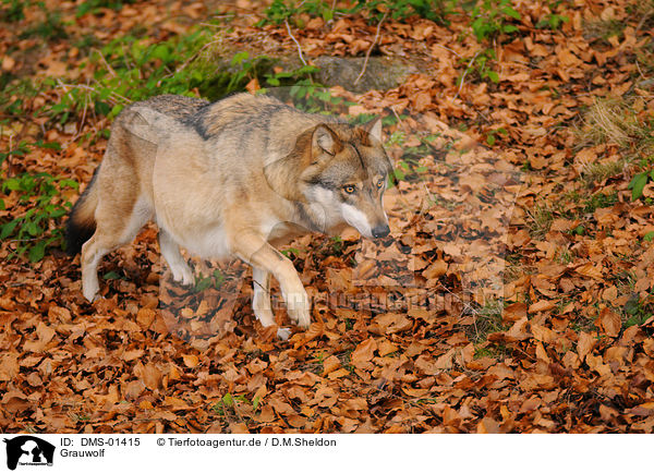 Grauwolf / greywolf / DMS-01415
