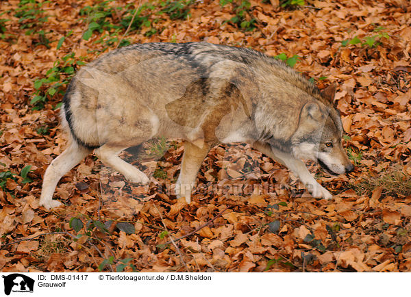 Grauwolf / greywolf / DMS-01417