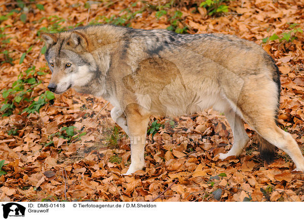 Grauwolf / greywolf / DMS-01418