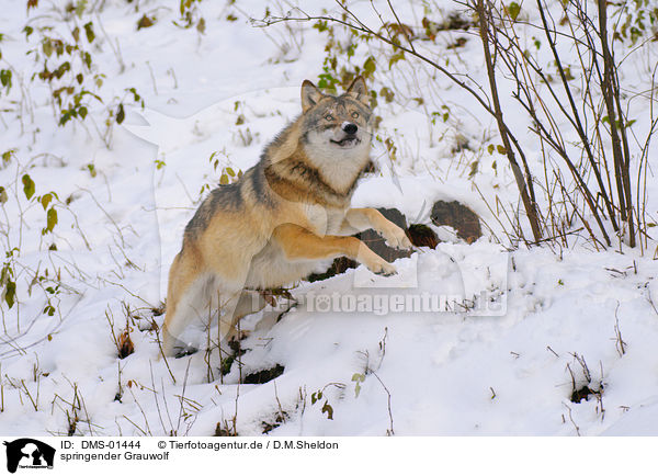 springender Grauwolf / jumping greywolf / DMS-01444
