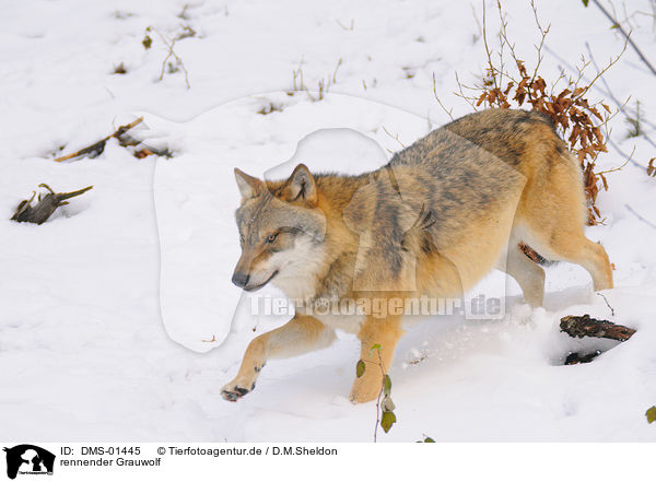 rennender Grauwolf / running greywolf / DMS-01445