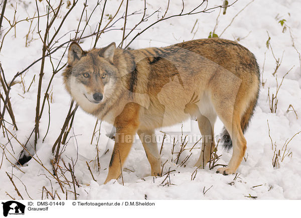 Grauwolf / greywolf / DMS-01449