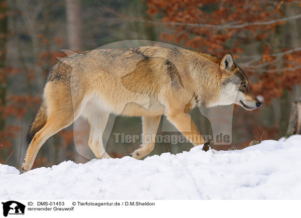 rennender Grauwolf / running greywolf / DMS-01453