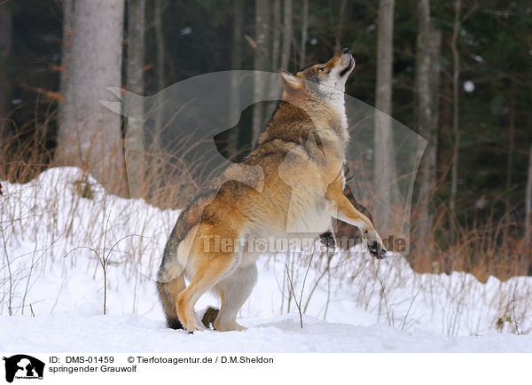 springender Grauwolf / jumping greywolf / DMS-01459