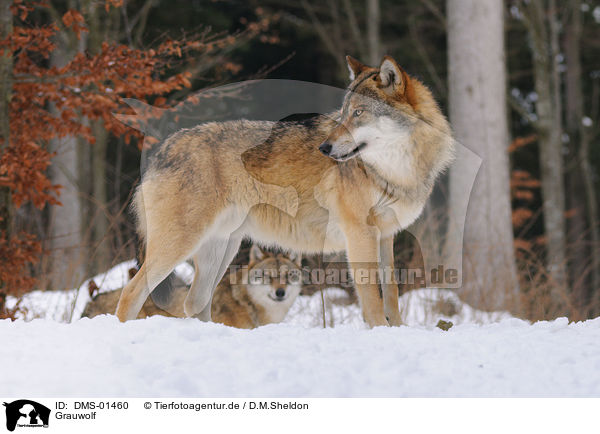 Grauwolf / greywolf / DMS-01460