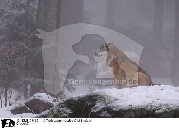 Grauwolf / greywolf / DMS-01495