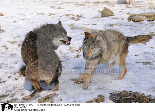 Grauwlfe / greywolfs / DMS-01509