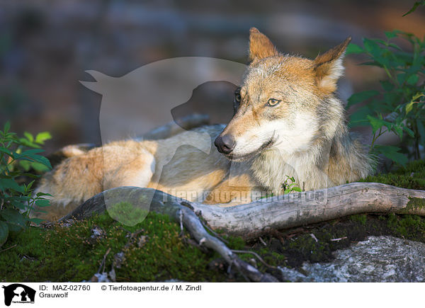 Grauwolf / greywolf / MAZ-02760