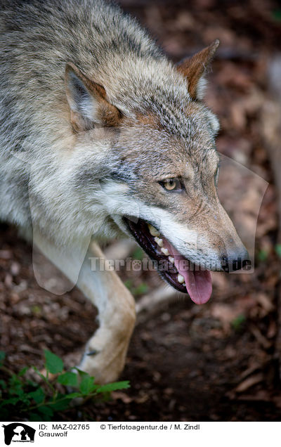 Grauwolf / greywolf / MAZ-02765