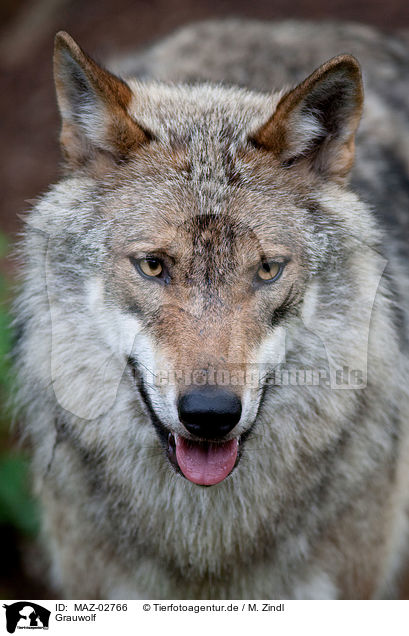 Grauwolf / greywolf / MAZ-02766