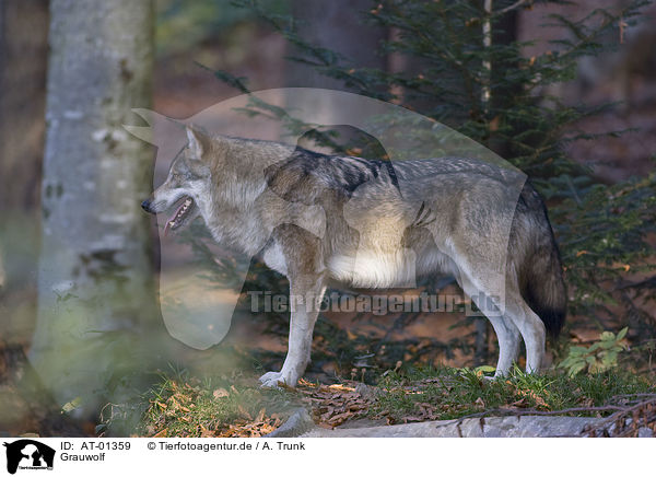 Grauwolf / greywolf / AT-01359