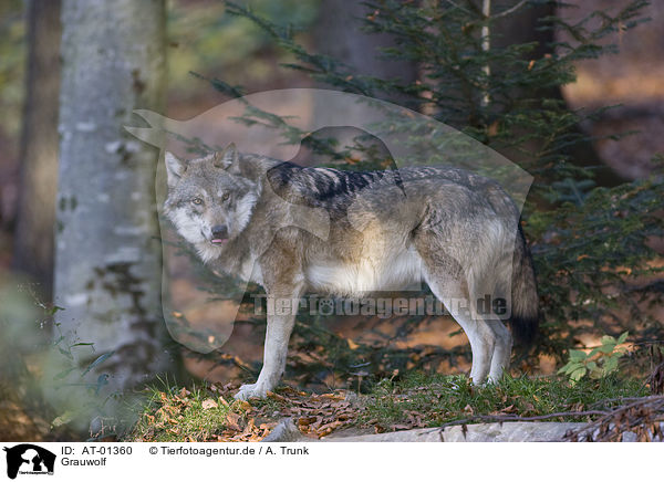 Grauwolf / greywolf / AT-01360