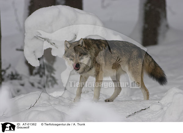 Grauwolf / greywolf / AT-01362