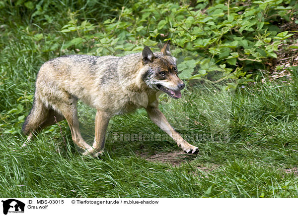 Grauwolf / greywolf / MBS-03015