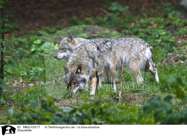 Grauwlfe / greywolfs / MBS-03017