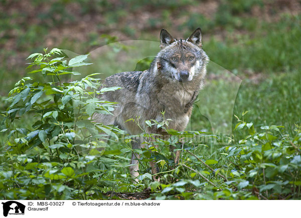 Grauwolf / greywolf / MBS-03027