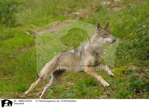 Grauwolf / greywolf / DMS-03042