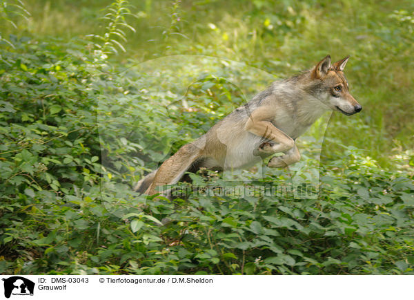 Grauwolf / greywolf / DMS-03043