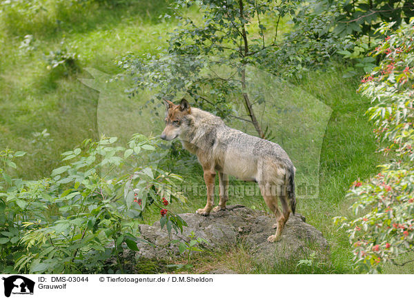 Grauwolf / greywolf / DMS-03044