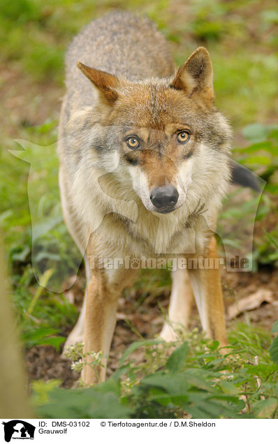 Grauwolf / greywolf / DMS-03102