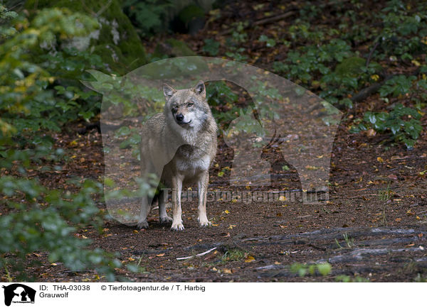 Grauwolf / greywolf / THA-03038