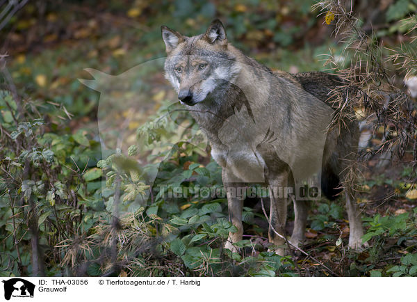 Grauwolf / greywolf / THA-03056