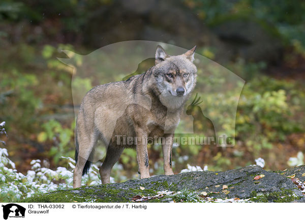 Grauwolf / greywolf / THA-03062