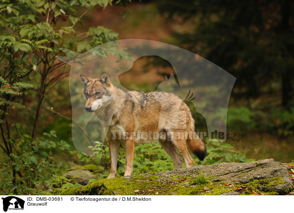 Grauwolf / greywolf / DMS-03681