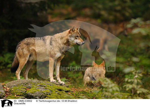 Grauwlfe / greywolfs / DMS-03682