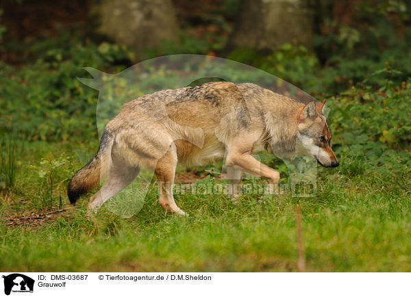 Grauwolf / greywolf / DMS-03687